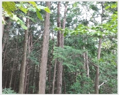  2025Ÿ51935     790-1      (1)