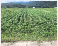  2025Ÿ��51941  ����