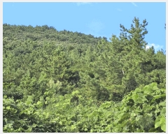  2025Ÿ��51959 ���� ���ﱺ ���ϸ� ���︮ ��62      ����(�Ӿ�)���