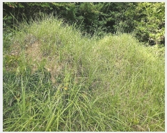  2025Ÿ��51959 ���� ���ﱺ ���ϸ� ���︮ ��62      ����(�Ӿ�)���