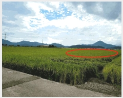  2025Ÿ51984  õ ǳ 311-9       ()