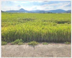  2025Ÿ51984  õ ǳ 311-9       ()