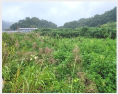  2025Ÿ��52062 ���� ����� ������ �밭�� 133-39      ����(��)���