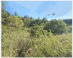  2025Ÿ��52074 ���� ���ﱺ ������ ȣ���� 1455      ����(��)���