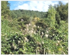  2025Ÿ��52074 ���� ���ﱺ ������ ȣ���� 1455      ����(��)���