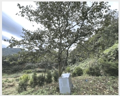  2025Ÿ��52086  �����