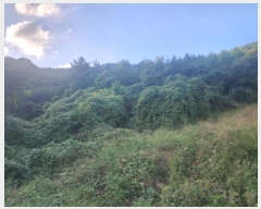  2025Ÿ��52104  �Ӿ߰��