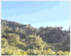  2025Ÿ��52206 ���� ���ﱺ ���θ� ������ ��226-1      ����(�Ӿ�)���