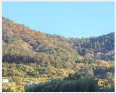  2025Ÿ��52206 ���� ���ﱺ ���θ� ������ ��226-1      ����(�Ӿ�)���