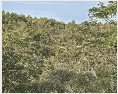  2025Ÿ��52232 ���� ����� Ȳ�浿 136-7       ����(��1)���