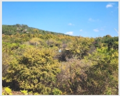  2025Ÿ��52232 ���� ����� Ȳ�浿 136-7       ����(��1)���