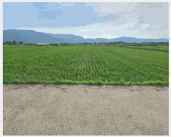  2025Ÿ��519  ����