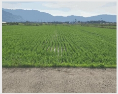  2025Ÿ��519  ����