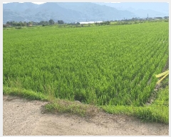  2025Ÿ��519  ����