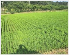  2025Ÿ��519  ����