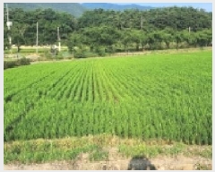  2025Ÿ��519  ����