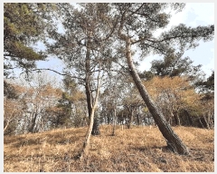  2025Ÿ51263  õ  138       (Ӿ)