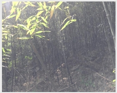  2025Ÿ51324  õ ط 󳻸 109      (1)