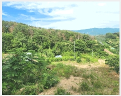  2025Ÿ51588    ߻긮 32-5      (Ӿ)