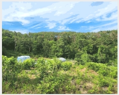  2025Ÿ51588    ߻긮 32-5      (Ӿ)