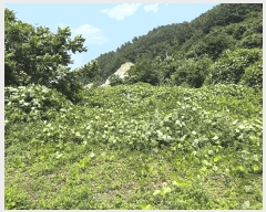  2025Ÿ51660   پи õ 60      ()