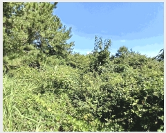  2025Ÿ51900  ﱺ  űݸ 786      (1)