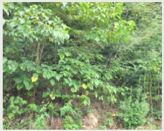  2025Ÿ51900  ﱺ  űݸ 786      (1)