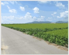  2025Ÿ��51936 ���� ������ ������ ������ 2477-3      ����(��)���