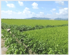  2025Ÿ��51936 ���� ������ ������ ������ 2477-3      ����(��)���