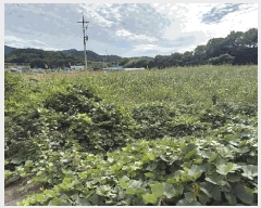  2025Ÿ��52015 ���� ���ﱺ �ݻ�� ������ 1463-1      ����(��)���