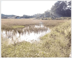  2025Ÿ��52015 ���� ���ﱺ �ݻ�� ������ 1463-1      ����(��)���