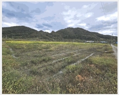  2025Ÿ��52099 ���� ��õ�� Ȳ���� Ȳ�и� 633-1      ����(��)���