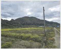  2025Ÿ��52099 ���� ��õ�� Ȳ���� Ȳ�и� 633-1      ����(��)���