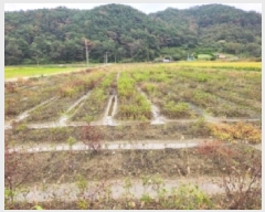  2025Ÿ��52099 ���� ��õ�� Ȳ���� Ȳ�и� 633-1      ����(��)���