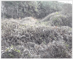  2025Ÿ��52376  �����