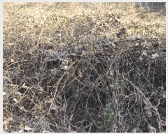  2025Ÿ��52376  �����