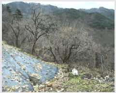  2025Ÿ��52410  ����