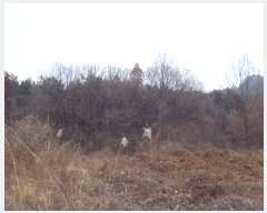  2025Ÿ587  س ȭ ȣ 75      (Ӿ)