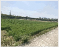  2025Ÿ��945 ���� �س��� ����� �� 174-1      ����(��1)���