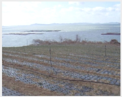  2025Ÿ��50334  �����