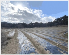  2025Ÿ��50340 ���� �س��� ȭ���� �Ŵ��� 1195-2      ����(��1)���