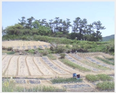  2025Ÿ��50442 ���� �ϵ��� ��ȭ�� �漭�� 315-1      ����(��1)���