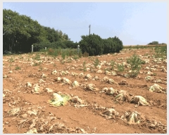  2025Ÿ��50471  �����