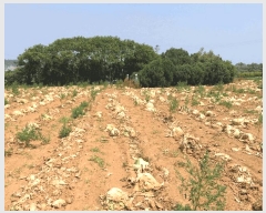  2025Ÿ��50471  �����