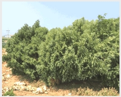  2025Ÿ��50471  �����