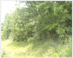  2025Ÿ��50479 ���� �ϵ��� ������ �� 133-4      ����(��1)���