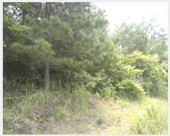  2025Ÿ��50479 ���� �ϵ��� ������ �� 133-4      ����(��1)���