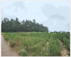  2025Ÿ��1153  �Ӿ߰��