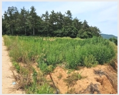  2025Ÿ��1153  �Ӿ߰��