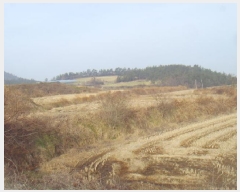  2025Ÿ��50124 ���� �س��� Ȳ��� ��ȣ�� 787      ����(�Ӿ�)���